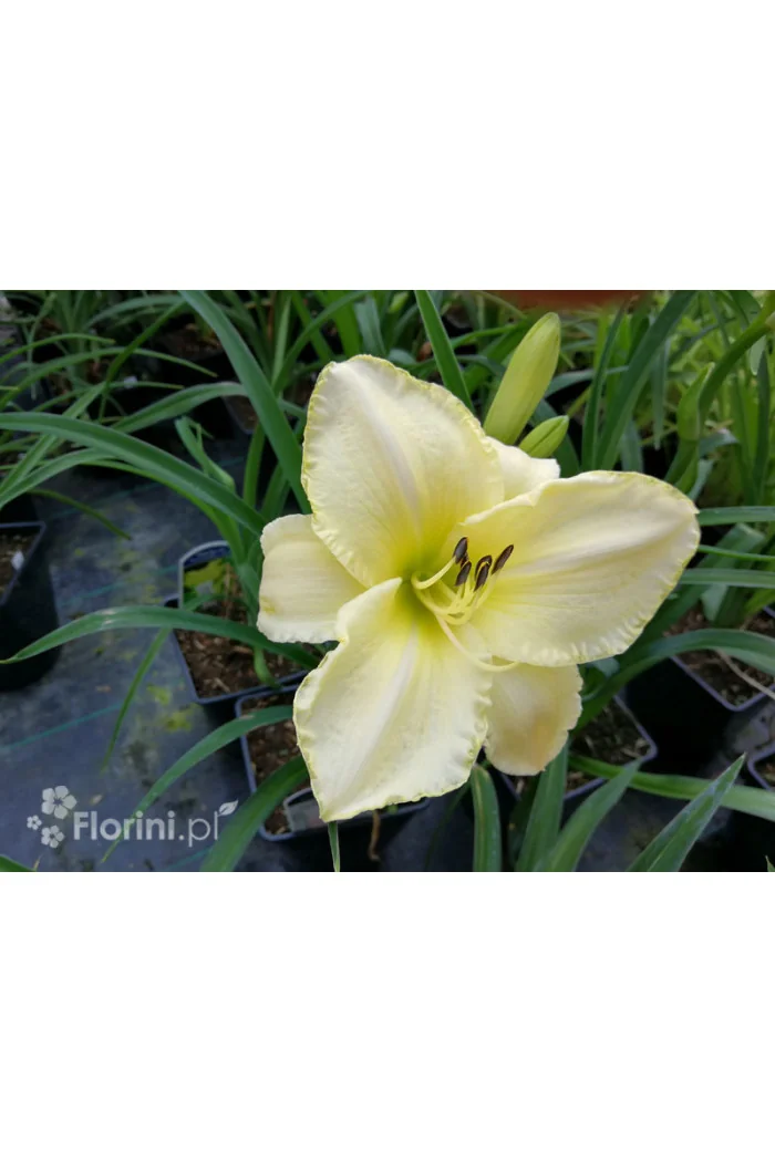 Liliowiec 'Snow Appartion' Hemerocallis