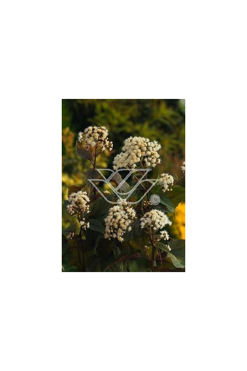 Sadziec pomarszczony 'Chocolate'' | Eupatorium rugosum