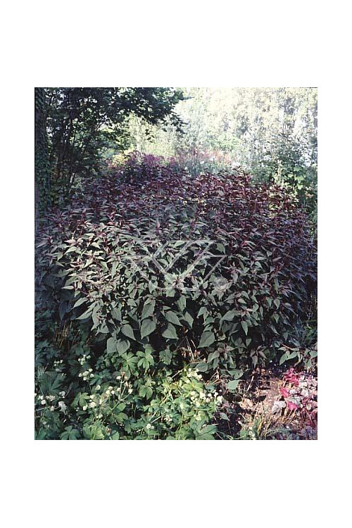Sadziec pomarszczony 'Chocolate'' | Eupatorium rugosum