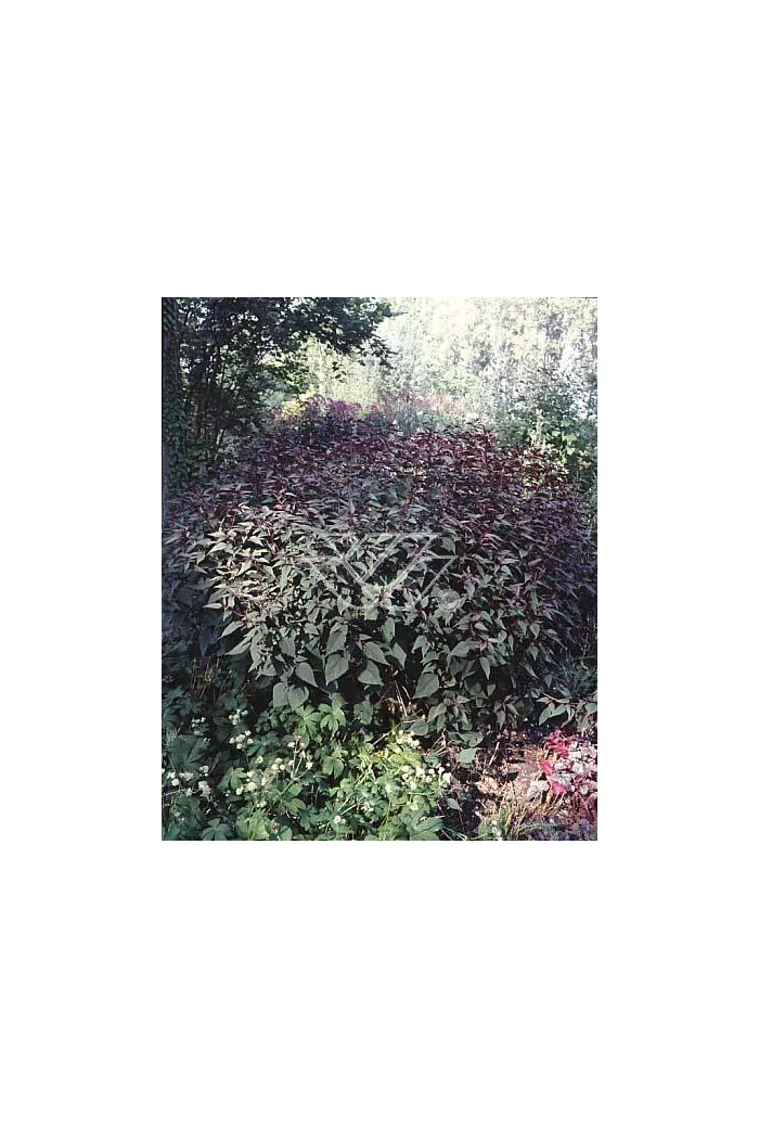 Sadziec pomarszczony 'Chocolate'' | Eupatorium rugosum