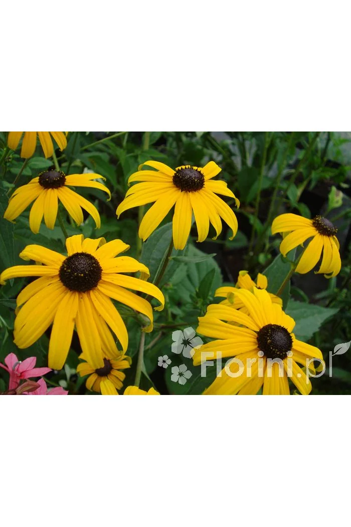 Rudbekia błyskotliwa 'Goldstrum' | Rudbeckia fulgida
