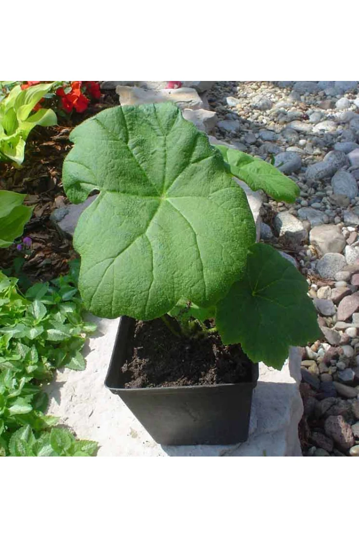 Rodgersja tarczolistna | Rodgersia tabularis