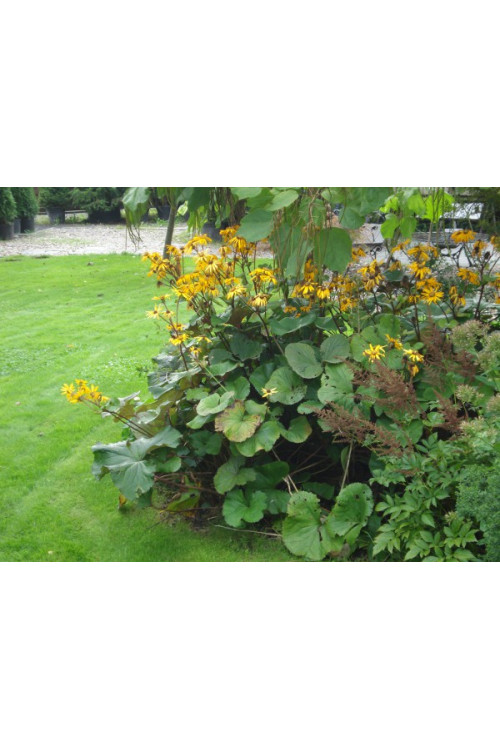 Języczka pomarańczowa 'Othello' Ligularia dentata