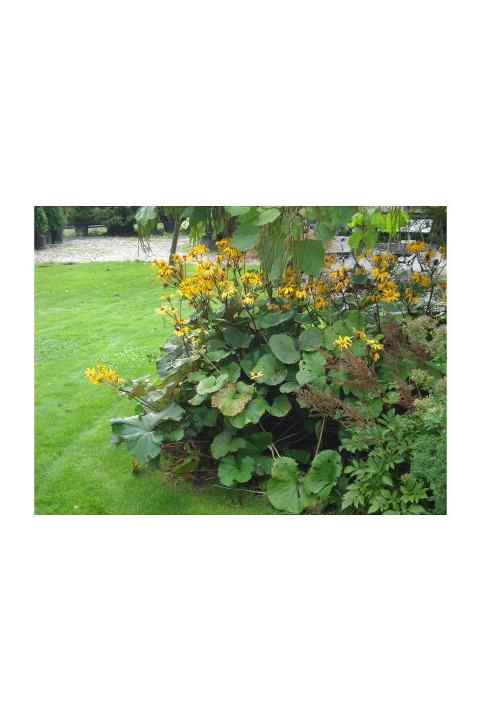 Języczka pomarańczowa 'Othello' Ligularia dentata