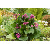 Bergenia sercolistna 'Rotblum' | Bergenia cordifolia