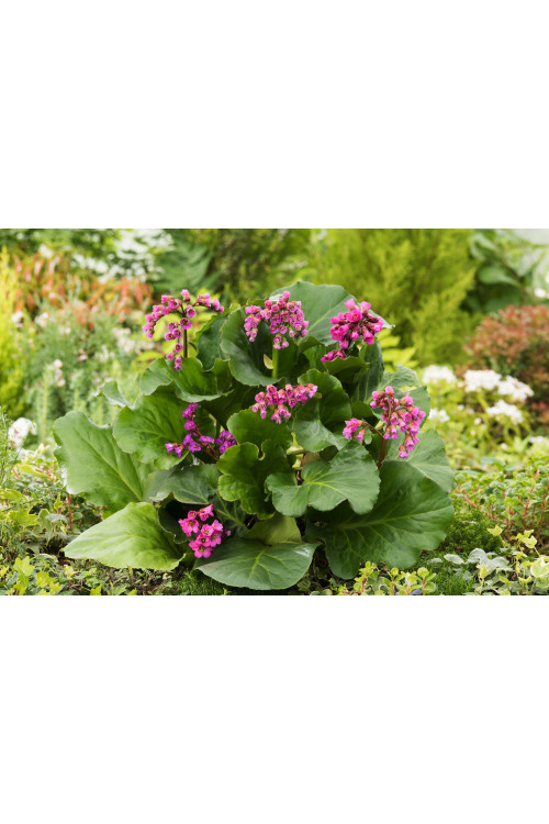 Bergenia sercolistna 'Rotblum' | Bergenia cordifolia