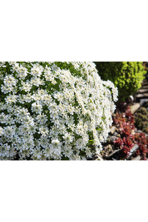 Ubiorek wieczniezielony 'Appen Etz' | Iberis sempervirens