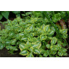 Jasnota plamista 'Golden Anniversary' Lamium maculatum