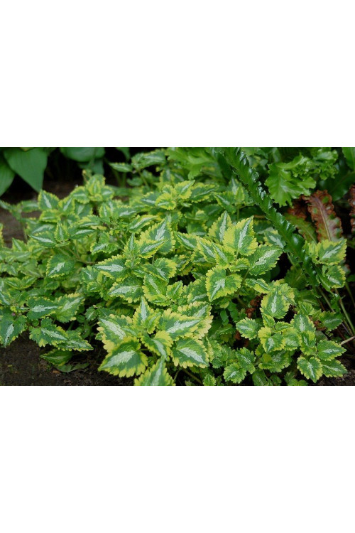 Jasnota plamista 'Golden Anniversary' Lamium maculatum
