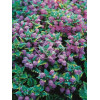 Jasnota plamista 'Golden Anniversary' Lamium maculatum