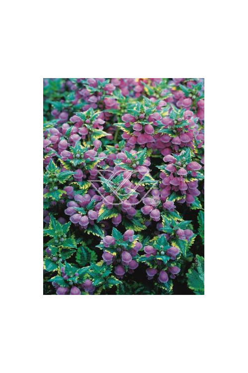 Jasnota plamista 'Golden Anniversary' Lamium maculatum