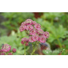 Jarzmianka 'Ruby Cloud' Astrantia