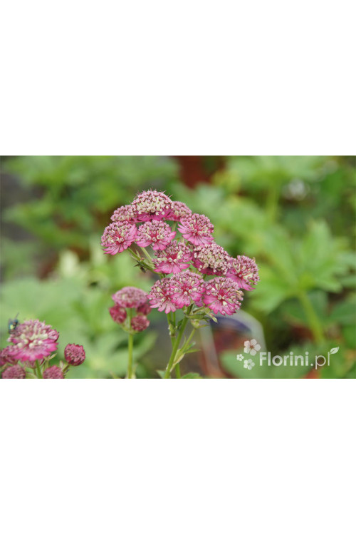 Jarzmianka 'Ruby Cloud' Astrantia
