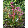 Bergenia 'Pink Dragonfly' | Bergenia cordifolia