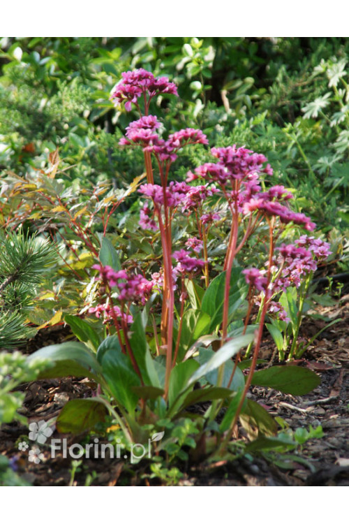 Bergenia 'Pink Dragonfly' | Bergenia cordifolia