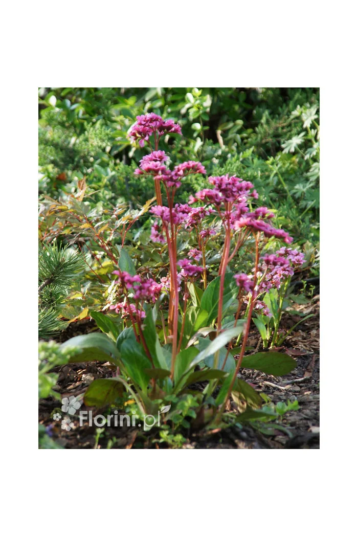 Bergenia 'Pink Dragonfly' | Bergenia cordifolia