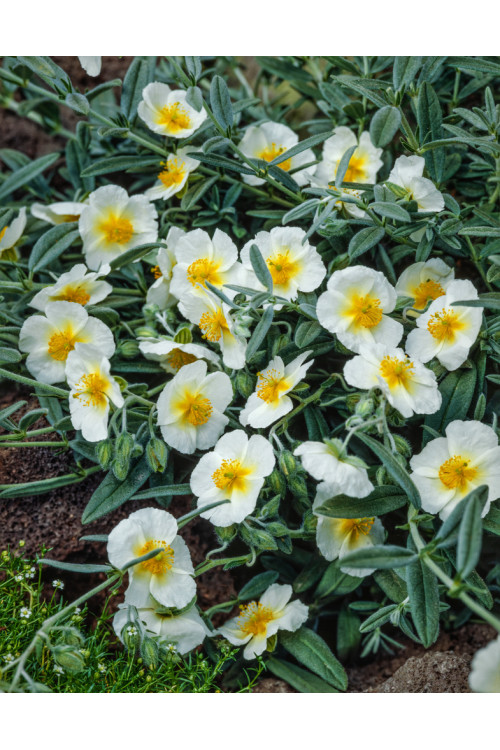 Posłonek ‘The Bride’ | Helianthemum hybridum