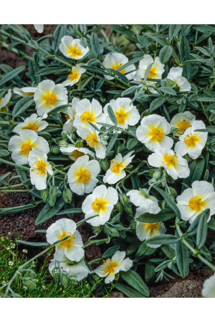 Posłonek ‘The Bride’ | Helianthemum hybridum