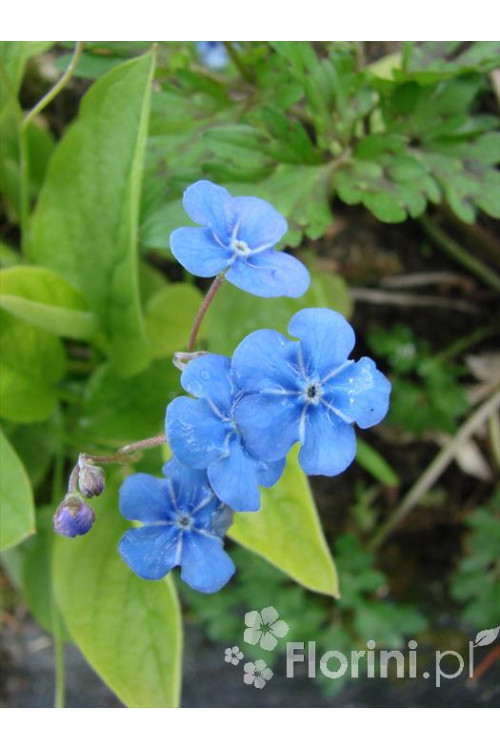 ułudka, omphalodes