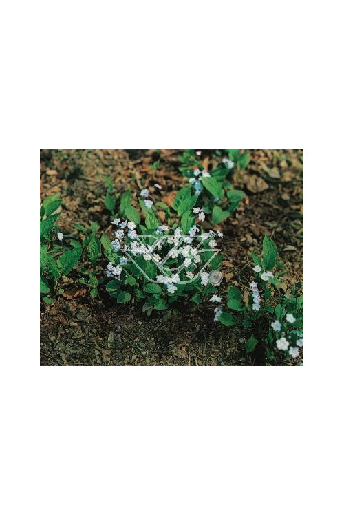 Ułudka wiosenna 'Alba' | Omphalodes verna