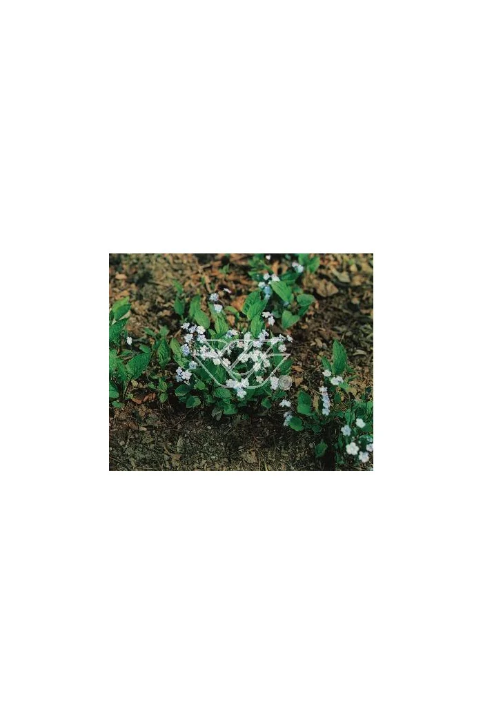 Ułudka wiosenna 'Alba' | Omphalodes verna