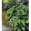 Gunnera olbrzymia Gunnera manicata