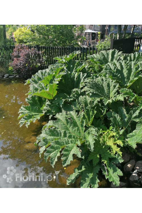 Gunnera olbrzymia Gunnera manicata