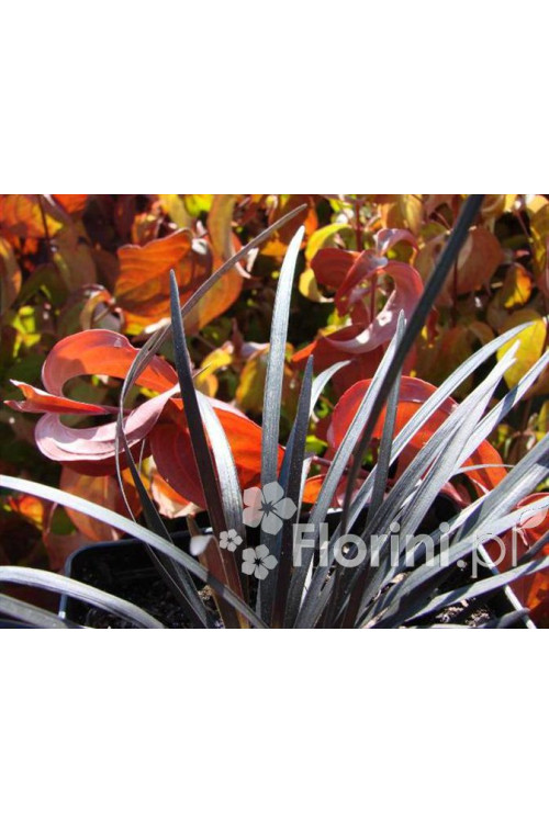 Konwalijnik japoński 'Niger' | Ophiopogon planiscapus