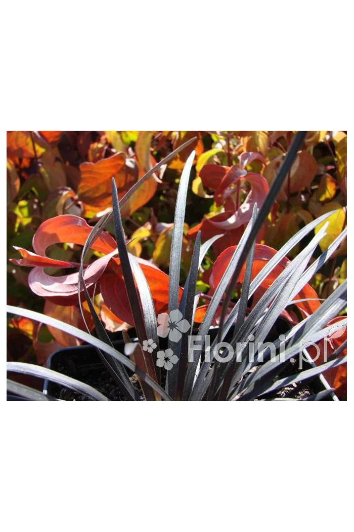 Konwalijnik japoński 'Niger' | Ophiopogon planiscapus