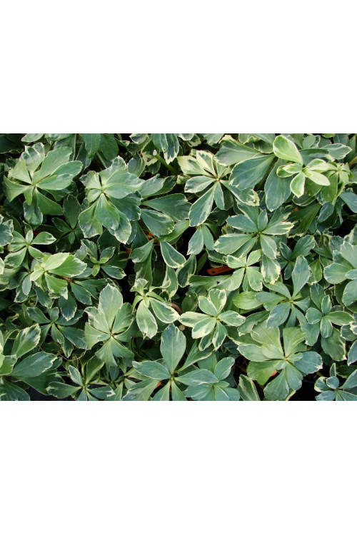 Runianka japońska 'Variegata' Pachysandra terminalis