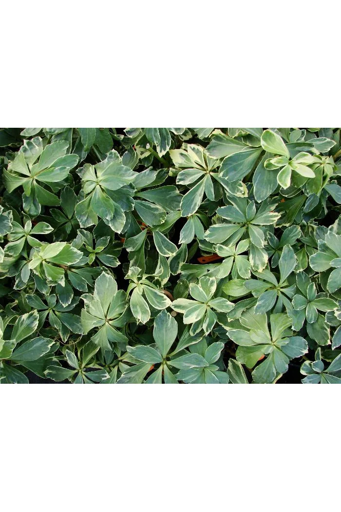 Runianka japońska 'Variegata' Pachysandra terminalis