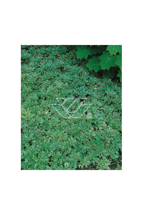 Runianka japońska 'Variegata' Pachysandra terminalis