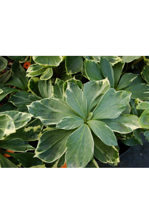 Runianka japońska 'Variegata' Pachysandra terminalis