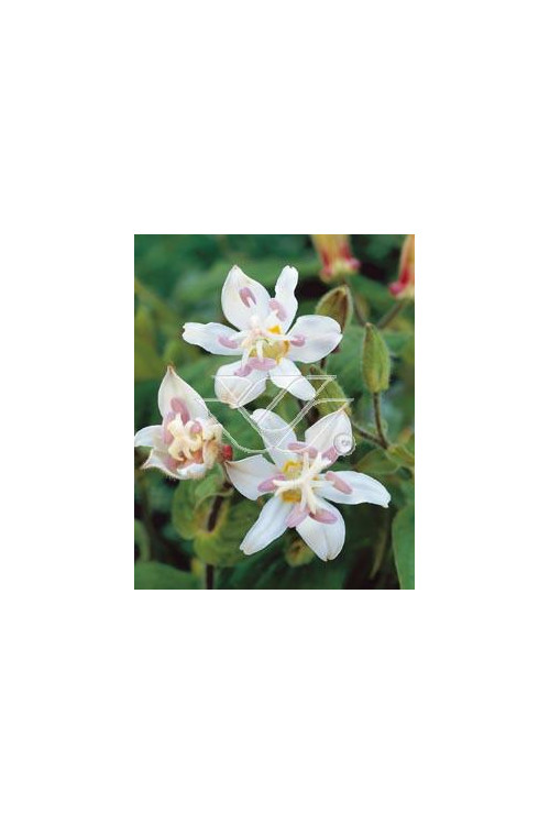 trójsklepka, trójsklepka Alba, Tricyrtis