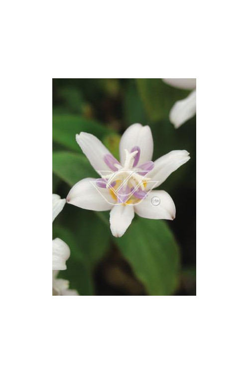 trójsklepka, trójsklepka Alba, Tricyrtis