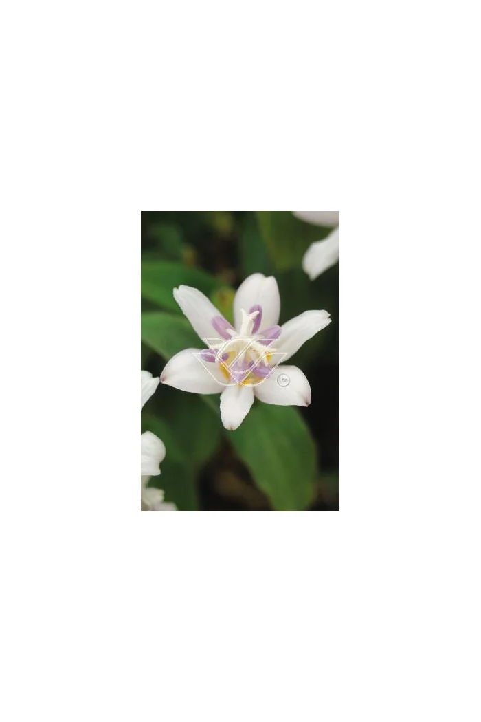 trójsklepka, trójsklepka Alba, Tricyrtis