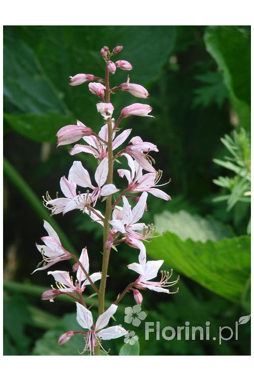 Dyptam jesionolistny | Dictamnus albus