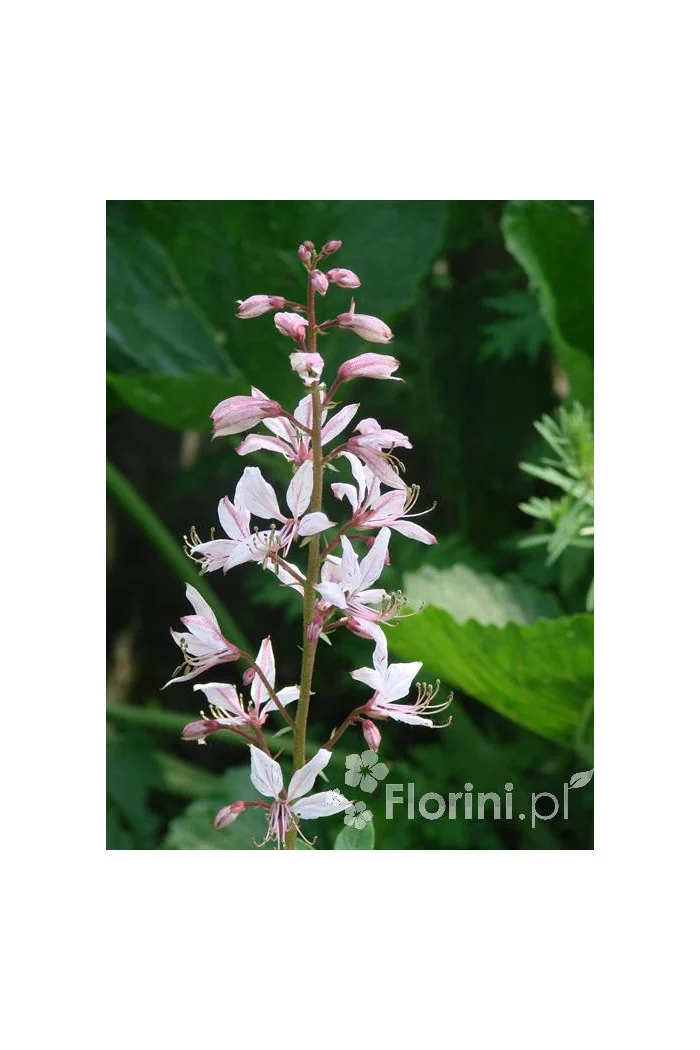 Dyptam jesionolistny | Dictamnus albus