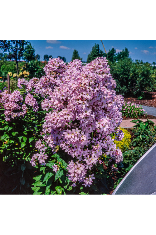 Dzwonek kremowy 'Loddon Anna' | Campanula lactiflora