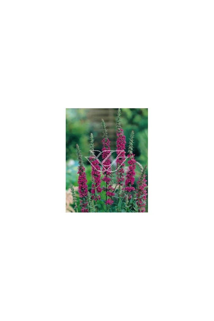 Krwawnica pospolita | Lythrum salicaria