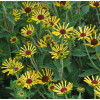 Rudbekia 'Little Henry' Rudbeckia