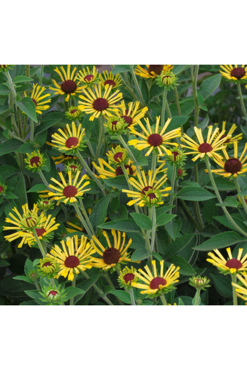 Rudbekia 'Little Henry' Rudbeckia