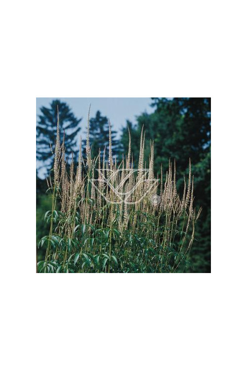 Przetacznik wirginijski 'Alba' Veronica virginica