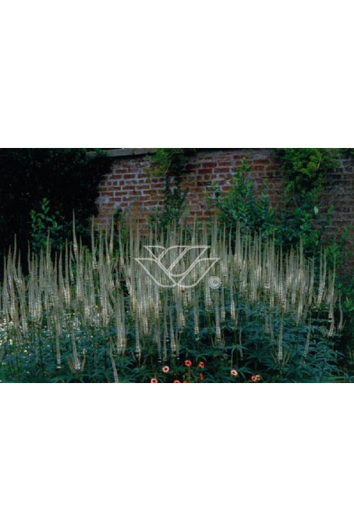 Przetacznik wirginijski 'Alba' Veronica virginica