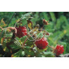 Jeżyna arktyczna (Malina tekszla) Rubus arcticus