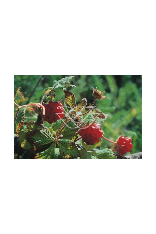 Jeżyna arktyczna (Malina tekszla) Rubus arcticus