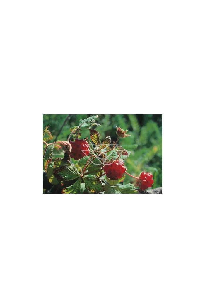 Jeżyna arktyczna (Malina tekszla) Rubus arcticus