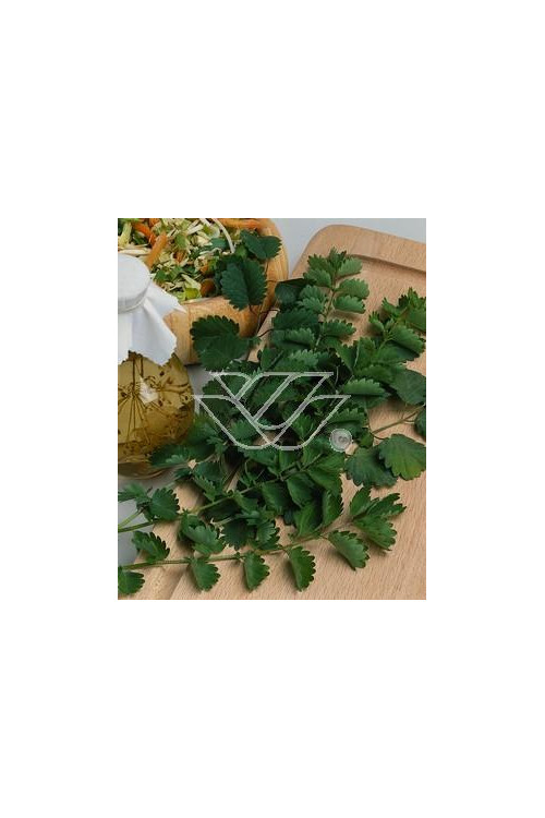 Krwiściąg mniejszy Sanguisorba minor