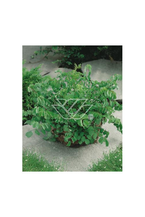 Krwiściąg mniejszy Sanguisorba minor