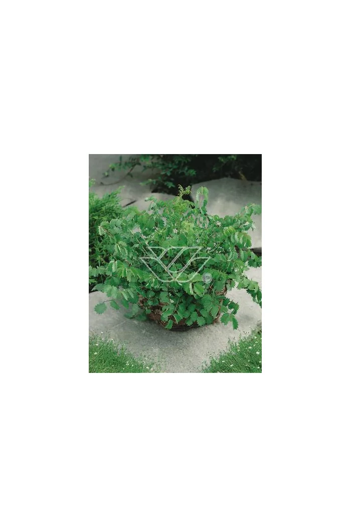 Krwiściąg mniejszy Sanguisorba minor